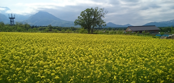 Rape blossoms of Daidohara