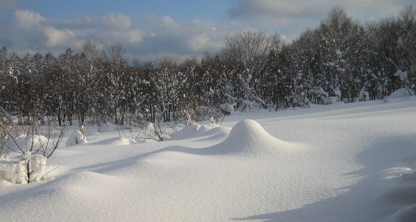 ロッジ裏の雪原